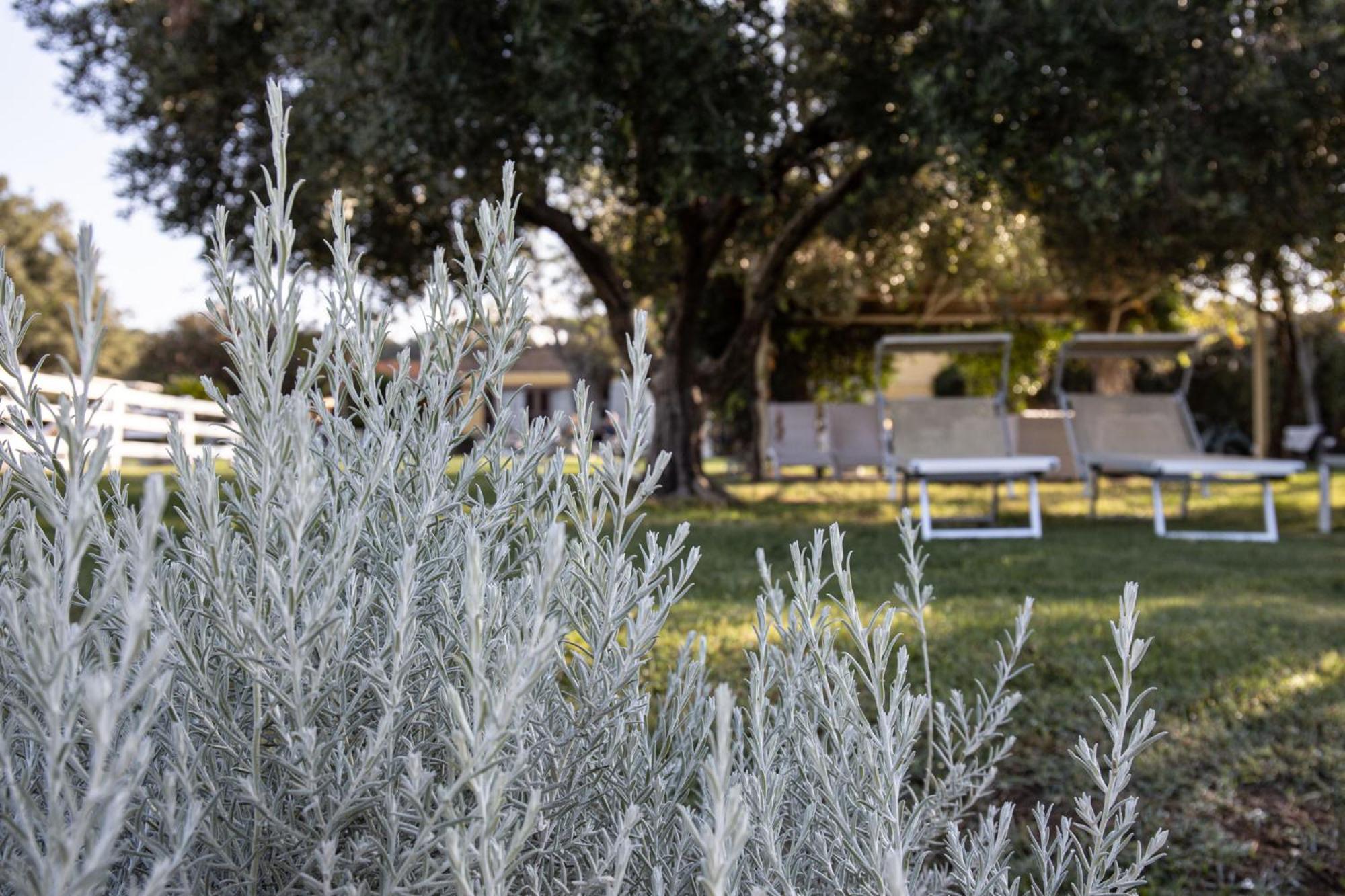 Agriturismo Podere L'Agave San Vincenzo Exterior photo